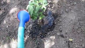 Вырастут как на дрожжах - пробую дрожжевую подкормку для овощей на моем огороде