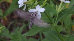 сосновый бражник июль 2021