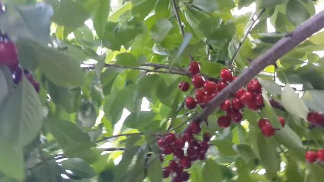 Лучшие сорта фруктовых деревьев для загородного дома: черешня, чудо-вишня