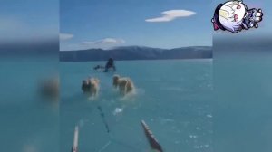 Дураки и дороги 2024  Их трудно понять, Авто моменты #100