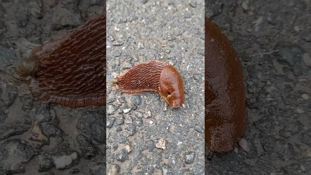 Бездомная улитка "Слизень" смотреть онлайн