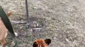 Бультерьер знакомится с собаками.