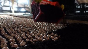 Тюльпан. выгонка тюльпанов на 8 марта. от луковицы тюльпана до цветов