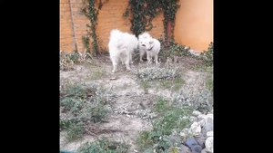 Вязка САМОЕДОВ! 15 минут и они уже в замке`!