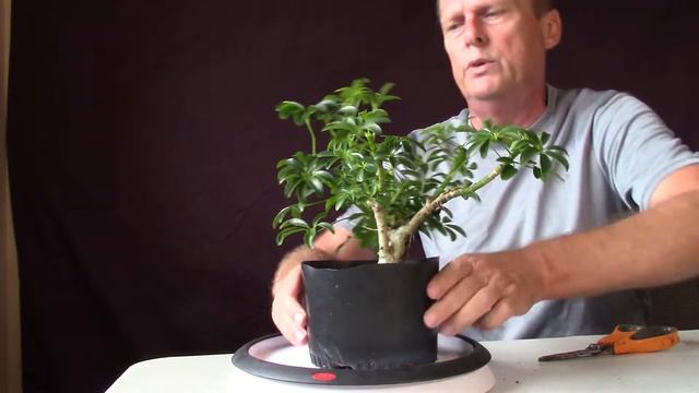 Dwarf Schefflera Arboricola Bonsai Tree Easy Repotting And Pruning