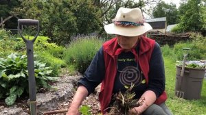 Lifting and Dividing Lungwort, Pulmonaria officinalis