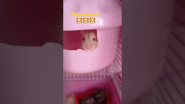 #маленькие хомячки#джунгарскийхомяк#хомяк#малыши#animals#hamster#love#животные#home#top#топ#video#t