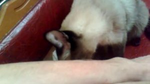 Сиамский кот кусает за руку