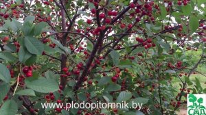 ? Вишня ВЯНОК ?  СУПЕРУРОЖАЙНЫЙ сорт белорусской селекции.