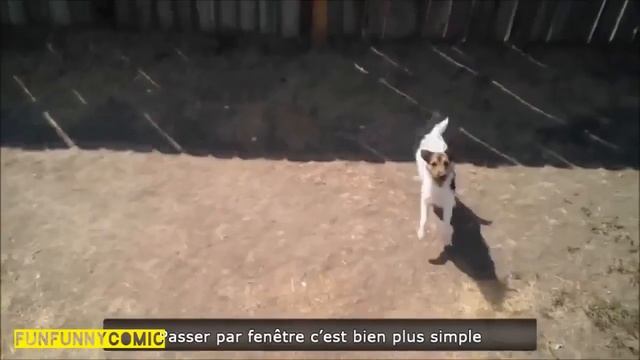 Свежачок приколов с животными! смотреть онлайн