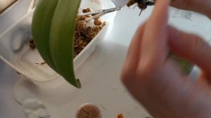 Моё первое видео с орхидеями...посадка реанимашки в живой мох в тепличку