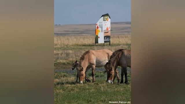 Horse-show 10-выпуск (Семейство лошадиных,экстерьер лошади, Лошади Пржевальского) КОНЕЦ 1-ГО СЕЗОНА смотреть онлайн