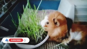 Травка для морской свинки зимой