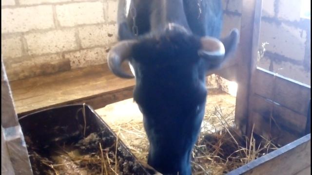 как покрыть проблемную корову//одна из схем для осеменения коровы
