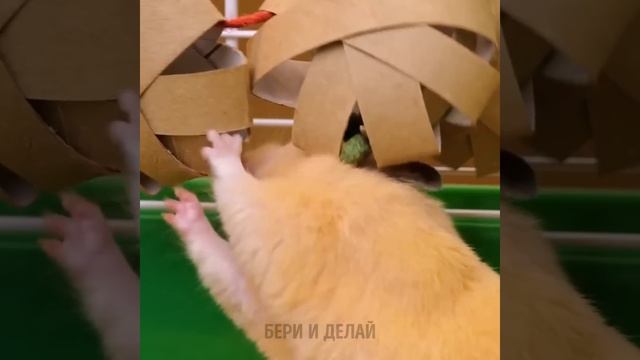 УМНЫЕ ЛАЙФХАКИ, ГАДЖЕТЫ И ПОДЕЛКИ ДЛЯ ДОМАШНИХ ЖИВОТНЫХ