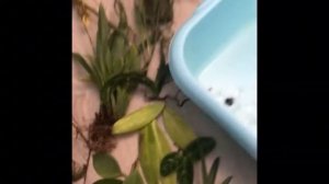 Какие орхидеи я привезла из Тайланда