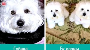 6 СПОСОБОВ ВОСКРЕСИТЬ ДИНОЗАВРОВ