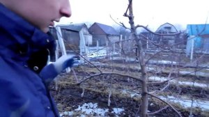 Интенсивная обрезка яблони "Веретено"