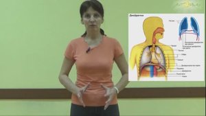 Цигун. Брюшное дыхание