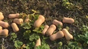 Тыква баттернат СОНАТА F1 (JL 2002 F1) ATAKAMA SEEDS