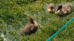 Сделали всё, чтобы животные не заметили подмены кормильца. Печки лавочки на черничном хуторе ВЛОГ