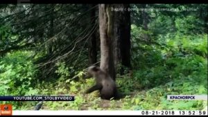 Медведица c тремя медвежатами вышли к людям в районе «Бобрового лога»