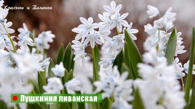 Они не требуют ухода. 12 потрясающих луковичных цветов для сада