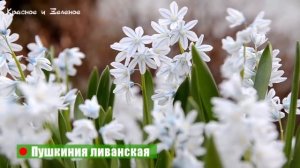 Они не требуют ухода. 12 потрясающих луковичных цветов для сада