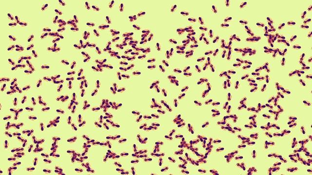 Why do animals form swarms? - Maria R. D'Orsogna смотреть онлайн