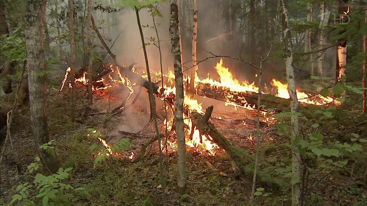 Репортаж-расследование: "черные лесорубы" губят национальное сокровище России