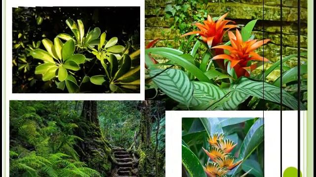 Урок 6."МИР ДЖУНГЛЕЙ" смотреть онлайн