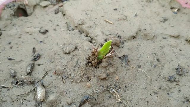 How to grow gladiolus bulb |Best soil mix for bulb plants|#gladiolusflower|#gladiolusbulb| смотреть онлайн