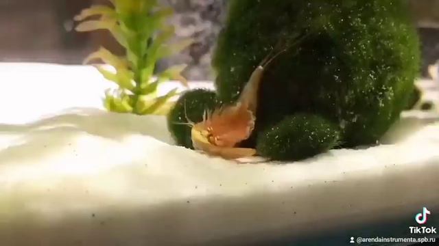 Креветка линяет и скидывает старый , гнилой панцырь. смотреть онлайн