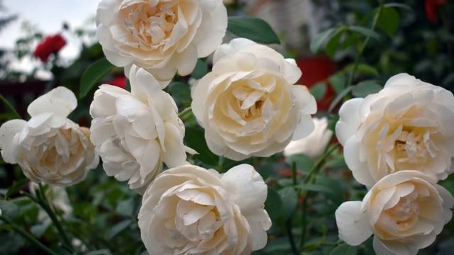 Lichfield Angel Rose смотреть онлайн