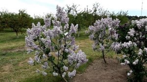 Сирень в саду / 25 сортов в одном видео / 25 varieties of lilac