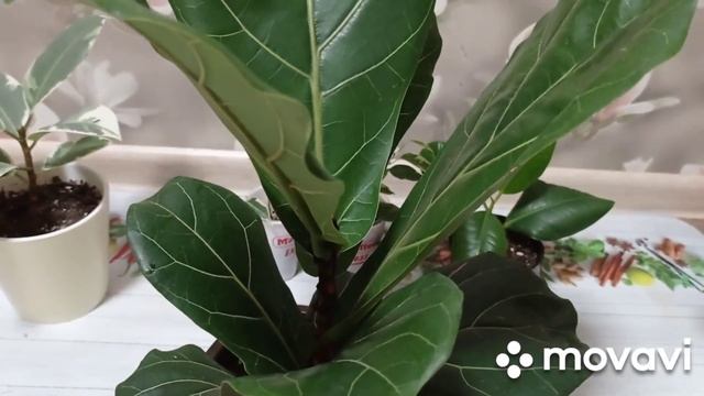 Комнатные цветы. Мои фикусы, мой уход.