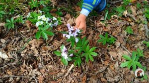 Букет из Весенних цветов Азербайджанская Кухня Деревенская Кухня  Рецепты