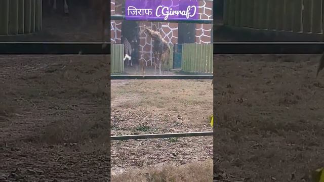 giraffe (जिराफ)🦒🦒 in patna zoo ,patna ,Bihar #patnazoo #animallover #zoo #girraffe