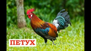 Голоса домашних животных Видео для детей Как животные говорят