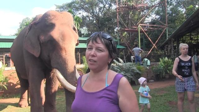 Индия Гоа / Кормление индийских слонов / Как и что едят слоны / JUNGLE BOOK PARK