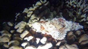 скорпеена на коралле