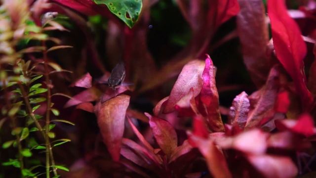 Альтернантера Рейнека Мини (Alternanthera Reineckii Mini). Красное растение для аквариума. смотреть онлайн