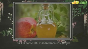 Посадка вереска - как правильно посадить вереск