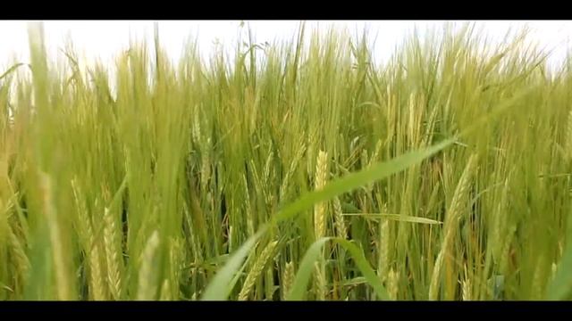 Testy Canon 1200D 18.55 DC III смотреть онлайн