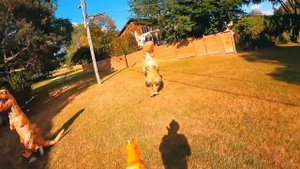 NERF WAR JURASSIC PARK: THE DINOSAUR ESCAPE!