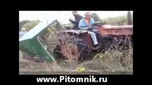 уборка шиповника комбайном