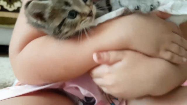 Играем с маленькими котятами смотреть онлайн