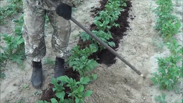 Эко32 Мульчирование Биогумусом картофеля. Дендробена Ткаченко