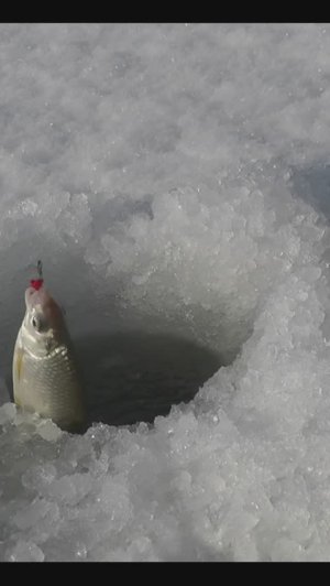 Зимняя рыбалка, Тарань