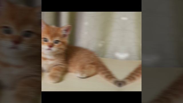 шотландские котята 🐈⬛